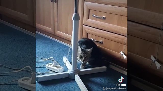 Тимоша