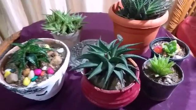 Haworthia Limifolia ki care kayse kare