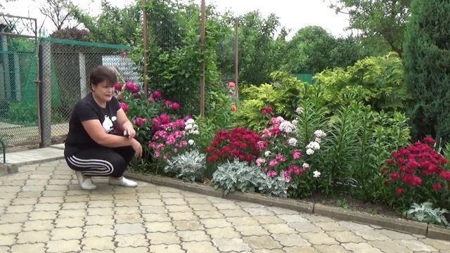 Турецкая гвоздика может цвести второй год подряд  Как этого добиться