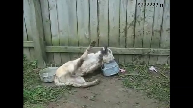 Бешенство животных
