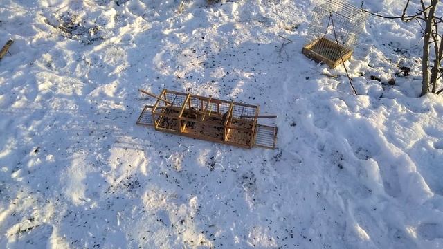 Ловля щегла на западок без манной птицы!