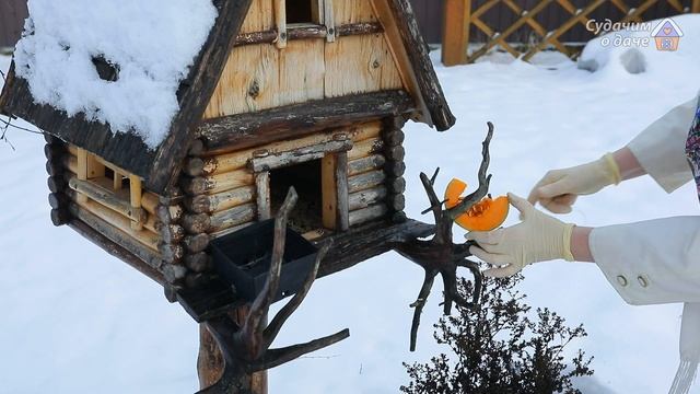 Чем подкормить синиц зимой?