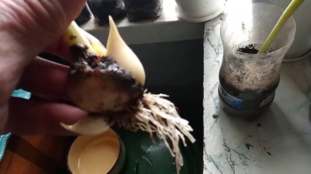Спасаю луковицы тюльпана