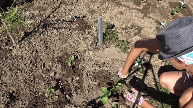 6 соток 5 июня 2021 год. Хроника.