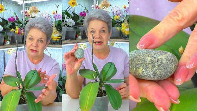 Зачем эти ВОЛШЕБНЫЕ КАМНИ корням орхидеи // Отделяем детку орхидеи от мамы ...