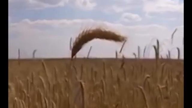 Колос ТВ.mp4
