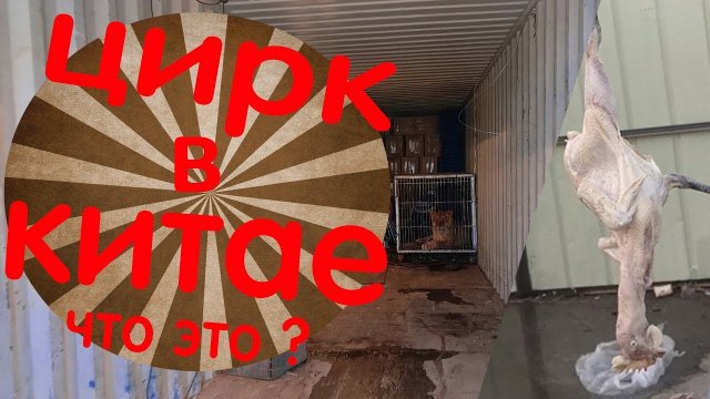 настоящий цирк в китае и шоу мотоциклистов в клетке.закулисная жизнь артистов и животных шапито
