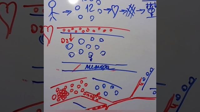 Артериальное давление.Основная причина  повышения.