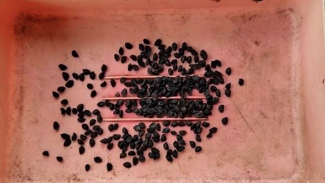Посадка лука репчатого семенами под зиму. Декабрь 2021г.