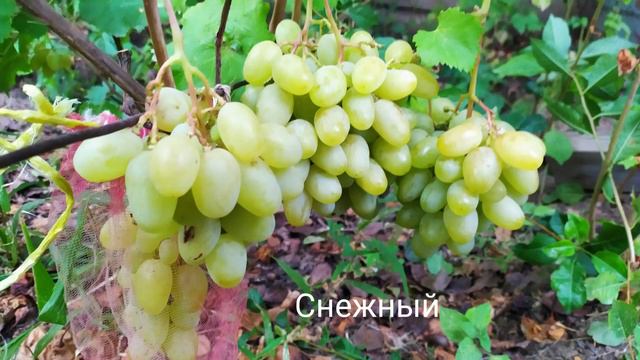 Виноград. Показываю формы винограда Калугина В.М. и других селекционеров на моем участке .