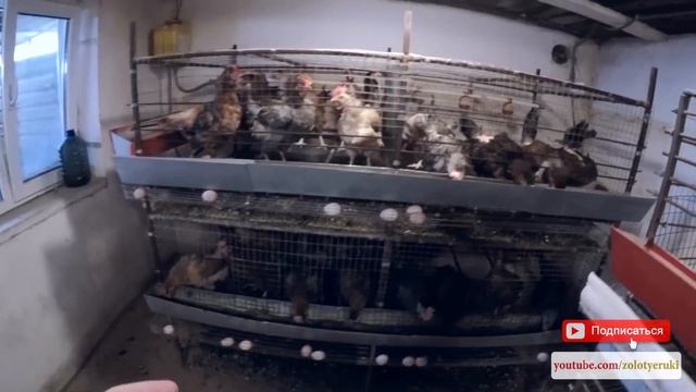 Содержание кур несушек в клетках в домашних условиях как часто обслуживать - zolotyeruki