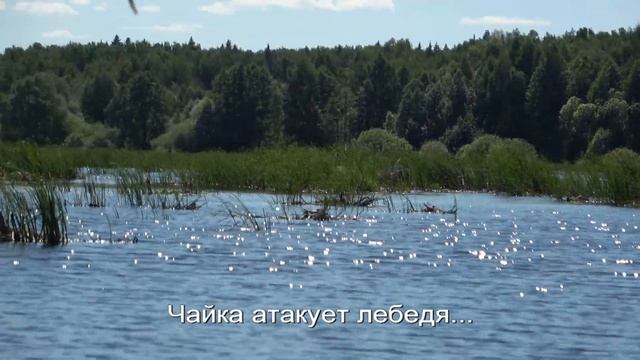 На камбарском пруду