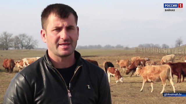 ЛАЬТТАН БЕРКАТ (КФХ МАГОМАДОВ ИМРАН) БЕСТАЕВА МАРИНА