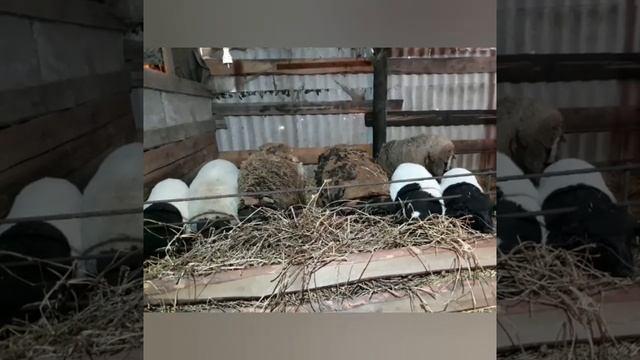 Разведение овец, плюсы и минусы содержания