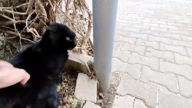 Черный кот Черныш нежится. The black cat Chernysh is basking.