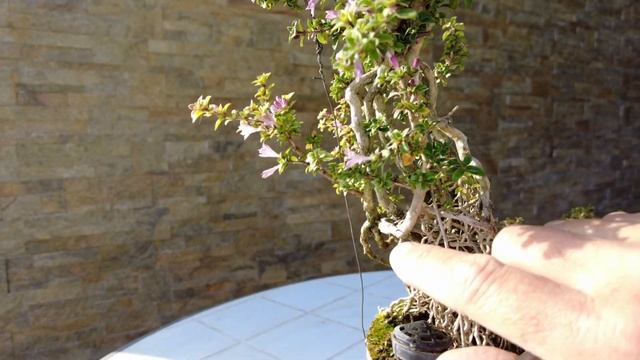 Цветущий бонсай. Как цветет бонсай? Serissa foetida blooming
