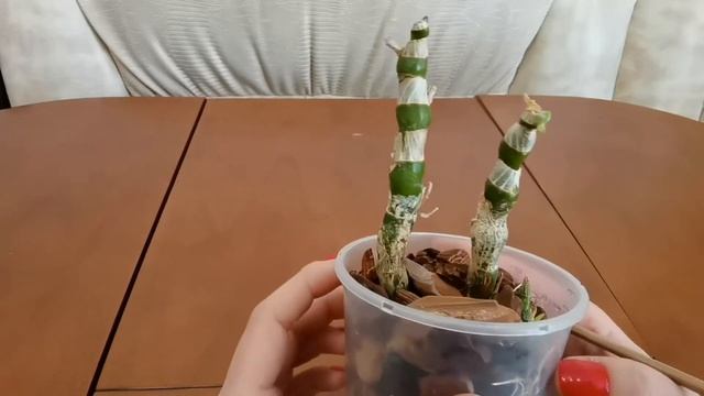 Спасаем орхидею Дендробиум #2. ИЗМЕНЕНИЯ ЧЕРЕЗ МЕСЯЦ ?