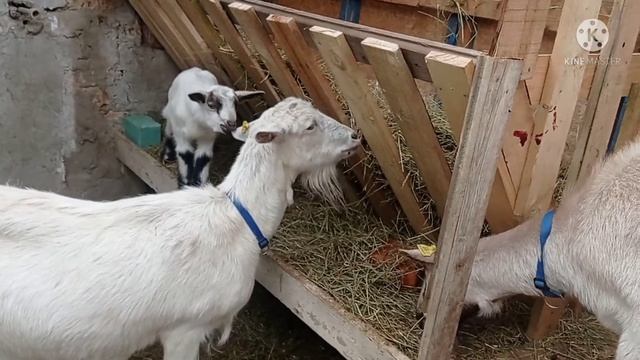 Содержание козлят под козами .Плюсы и минусы.