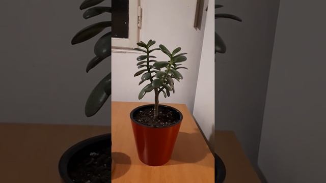 Пересадка денежного дерева (толстянки). Основные правила!