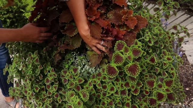 July Garden Tour 2019 🌿// Garden Answer