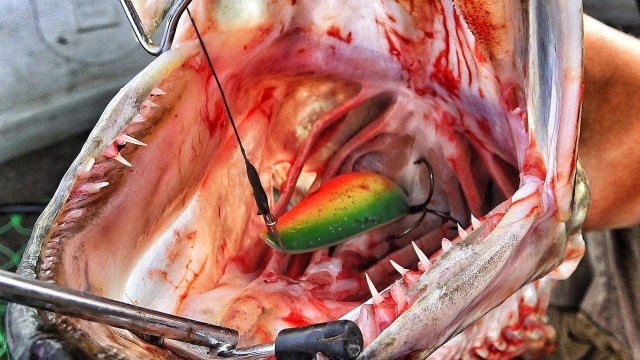 ЗАЦЕПЫ ОЖИВАЮТ! ЗВЕРИНЫ-ЩУКИ И ОКУНИ-КАБАНЫ В ЗАТОПЛЕННОМ ЛЕСУ! Рыбалка по братски 5