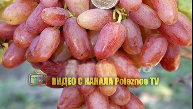 ПРЕОБРАЖЕНИЕ СОРТ ВИНОГРАДА ОБЗОР