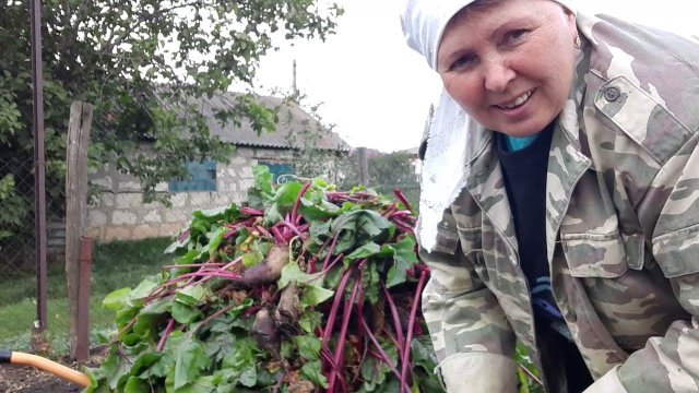 Vlog #Уродилась свеколка девать некуда .