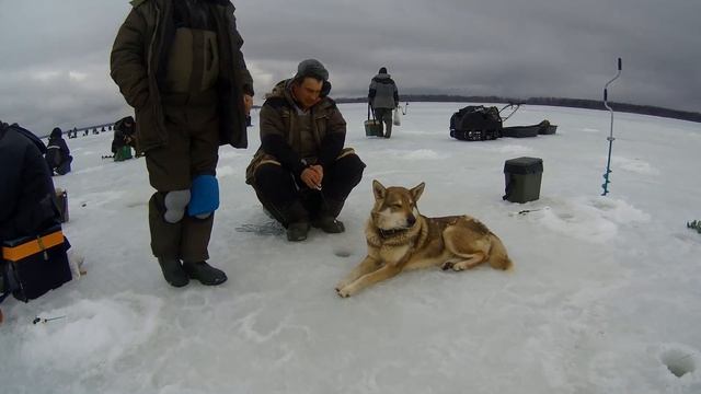 Зимняя рыбалка, Рыбинка, Борок