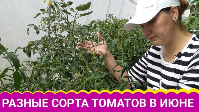 Разные сорта томатов в июне