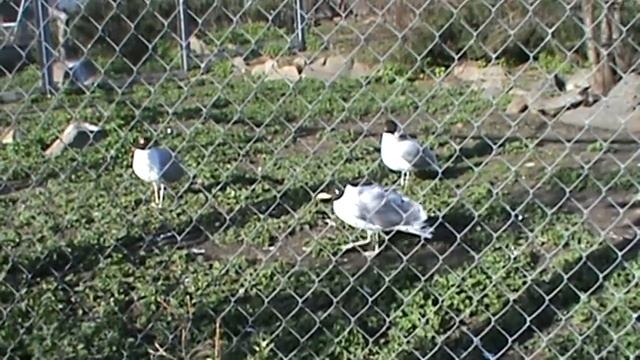 Черноголовый хахатун