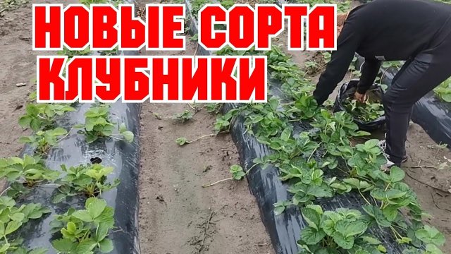 Новые сорта клубники Ания, Александра, Ксанте, Московия, Лауреата, Франческа, Сильвия!
