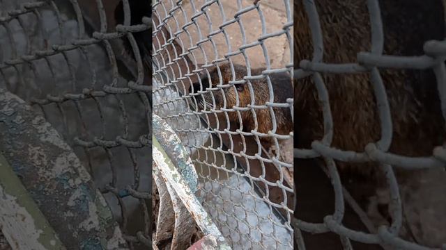 Луганск. Зоопарк. Парк "1мая"