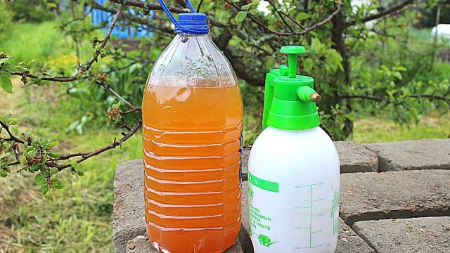 ТЛЯ БОИТСЯ ЭТОГО КАК ОГНЯ. Народное средство своими руками.