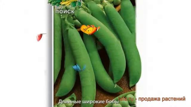 Горох овощной Сенатор (senator) ? овощной горох Сенатор обзор: как сажать, семена гороха Сенатор