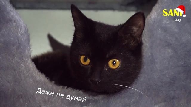 Купили котенку новый домик. Приколы с животными / SANI vlog