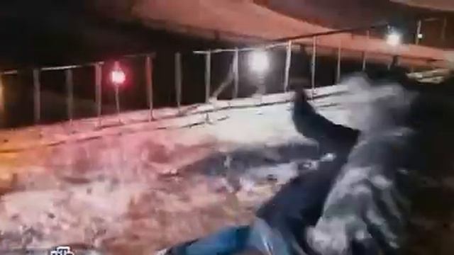 Глухарь(новогодний)