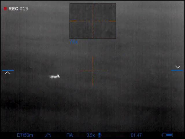 Беспечный лис.