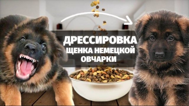 Дрессировка щенка #немецкаяовчарка