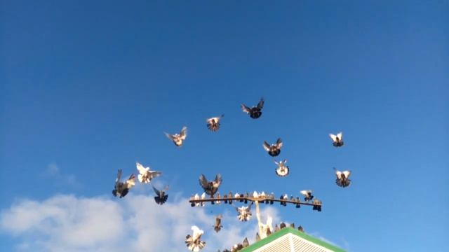 Николаевские голуби в Крыму .Молочное