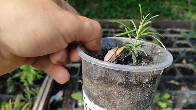 Ногоплодник (мармеладное дерево). Выращивание. Уход.