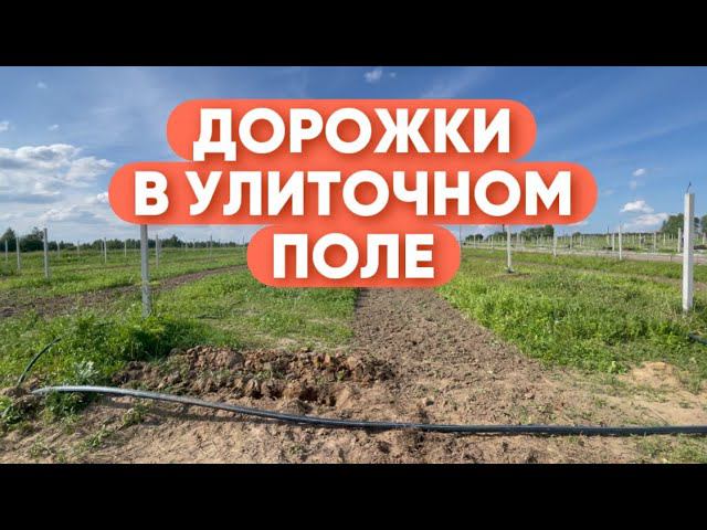 ДОРОЖКИ В УЛИТОЧНОМ ПОЛЕ: нужны или нет?