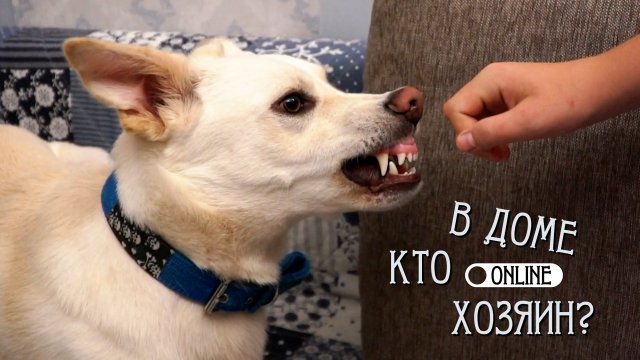 МАЛЬЧИК БЕРЁТСЯ ЗА ВОСПИТАНИЕ СВОЕНРАВНОЙ ОВЧАРКИ