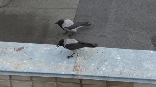 Палка в лоб попала Karapuzikee–Карапузики