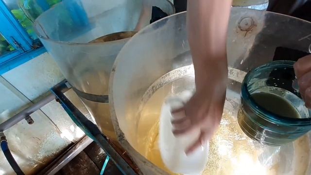 ИКРА толстолобика в аппарате!!!