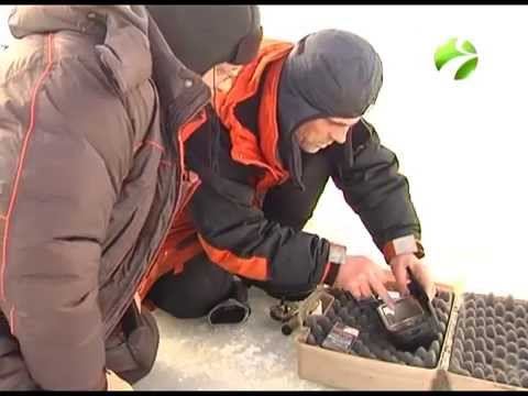С полем! "Озеро Пырято" (#С_полем)