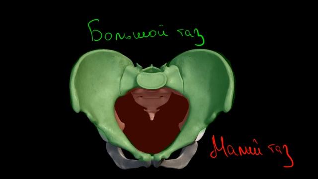 Анатомия таза. Строение, плоскости, размеры. Акушерство и гинекология