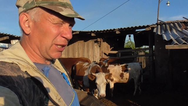 Как чем эффективно обработать коров быков от слепней оводов