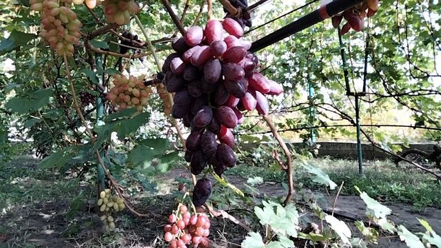 ВИНОГРАД БОРИСФЕН , ГРОЗДЬ НА ВЕСАХ .