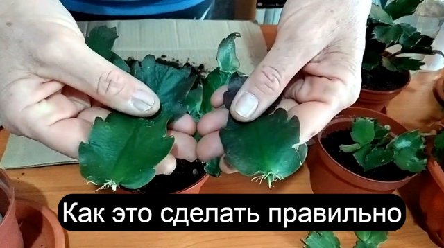 Размножение декабриста из черенков. Как это сделать правильно. Два способа черенкования.