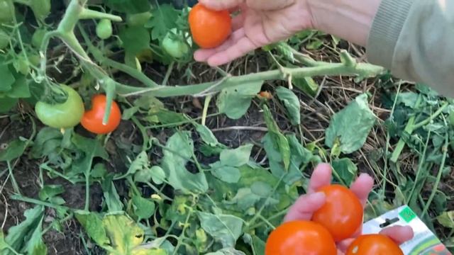 Томат «Оранжевый Земледелец» F1 от фирмы Партнер. Выращен в теплице.